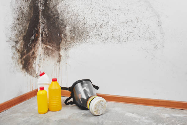 Best Professional Mold Removal  in Ashton, ID