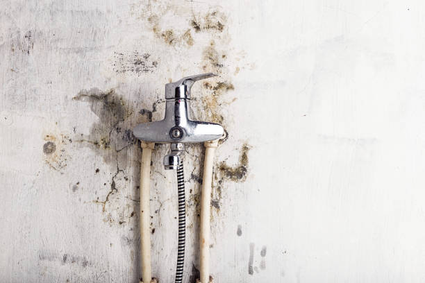 Best Crawl Space Mold Removal  in Ashton, ID