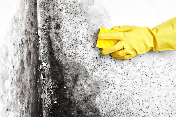 Certified Mold Removal in Ashton, ID
