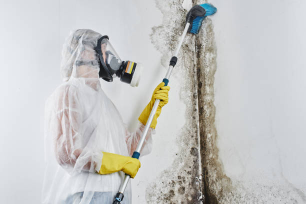 Best Mold Testing  in Ashton, ID