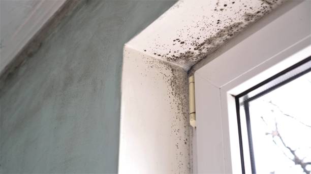 Best Black Mold Removal  in Ashton, ID