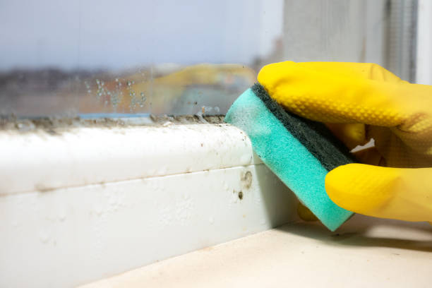 Best Fast Mold Removal  in Ashton, ID